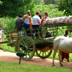 Explore Serene Sri Lanka: A Magical 5-days Journey for 5 days with Apple Vacations Pvt Ltd and discover unforgettable experiences - Photo 10