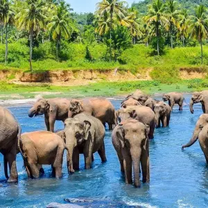 Explore Discover the Best of Sri Lanka: From Coastal Beauty to Cultural Marvels" "Luxury Package " for 18 days with Apple Vacations Pvt Ltd and discover unforgettable experiences - Photo 7