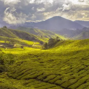 Explore Cultural Treasures and Natural wonders, Sri Lanka's Splendorous path for 6 days with Apple Vacations Pvt Ltd and discover unforgettable experiences - Photo 6