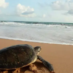 Explore Captivating Hill Country and Coastal Bliss, Immersion in Culture and Nature for 6 days with Apple Vacations Pvt Ltd and discover unforgettable experiences - Photo 6