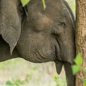 Explore Unveiling Sri Lanka's Natural and Cultural Dreamland for 8 days with Apple Vacations Pvt Ltd and discover unforgettable experiences - Photo 2