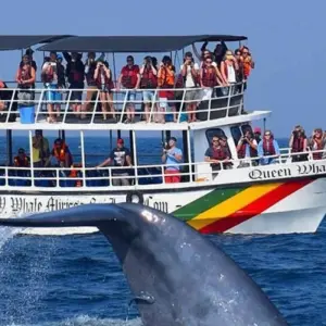 Explore A Whirlwind Tour of Culture and Natural Wonders of Sri Lanka in 8 Days for 8 days with Apple Vacations Pvt Ltd and discover unforgettable experiences - Photo 4