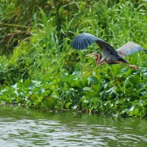 Explore Fascinating Sri Lanka tour in 11 days for 11 days with Apple Vacations Pvt Ltd and discover unforgettable experiences - Photo 9
