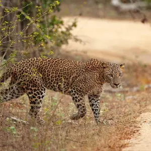 Explore Unveiling Sri Lanka's Natural and Cultural Dreamland for 8 days with Apple Vacations Pvt Ltd and discover unforgettable experiences - Photo 3