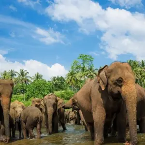 Explore Captivating Hill Country and Coastal Bliss, Immersion in Culture and Nature for 6 days with Apple Vacations Pvt Ltd and discover unforgettable experiences - Photo 8