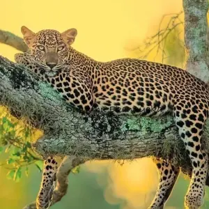 Explore A Whirlwind Tour of Culture and Natural Wonders of Sri Lanka in 8 Days for 8 days with Apple Vacations Pvt Ltd and discover unforgettable experiences - Photo 8