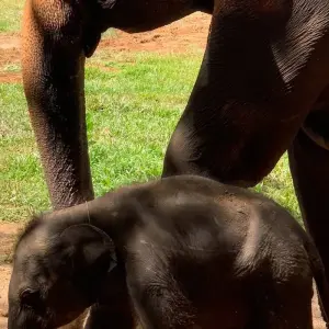 Explore 09-Day Expedition through Sri Lanka's Treasures for 9 days with Apple Vacations Pvt Ltd and discover unforgettable experiences - Photo 9