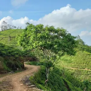 Explore 06 Days of Budget Friendly Sri Lanka for 6 days with Apple Vacations Pvt Ltd and discover unforgettable experiences - Photo 8