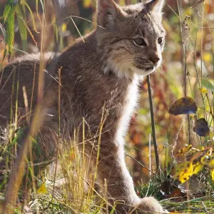 Explore Best Value Aurora Viewing | Wildlife & Hot Springs for 4 days with Arctic Range Adventure and discover unforgettable experiences - Photo 3
