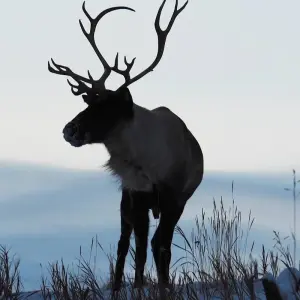 Explore Yukon Winter Dream | Active Winter Adventure for 5 days with Arctic Range Adventure and discover unforgettable experiences - Photo 2