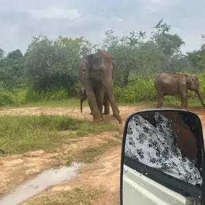 Explore Enchanting Sri Lanka: History, Scenic, Beauty, and Wildlife for 4 days with Apple Vacations Pvt Ltd and discover unforgettable experiences - Photo 8