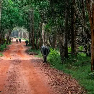 Explore 06 Days of Budget Friendly Sri Lanka for 6 days with Apple Vacations Pvt Ltd and discover unforgettable experiences - Photo 9