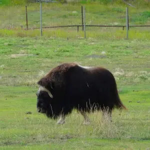 Explore Best Value Aurora Viewing | Wildlife & Hot Springs for 4 days with Arctic Range Adventure and discover unforgettable experiences - Photo 4