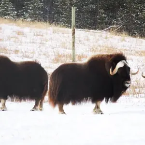 Explore Yukon Winter Dream | Active Winter Adventure for 5 days with Arctic Range Adventure and discover unforgettable experiences - Photo 3