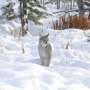 Explore Yukon Winter Dream | Active Winter Adventure for 5 days with Arctic Range Adventure and discover unforgettable experiences - Photo 4