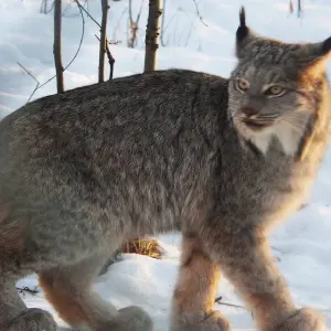 Explore Best Value Aurora Viewing | Yukon Wildlife Viewing for 4 days with Arctic Range Adventure and discover unforgettable experiences - Photo 3