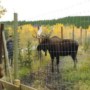 Explore Best Value Aurora Viewing | Wildlife & Hot Springs for 4 days with Arctic Range Adventure and discover unforgettable experiences - Photo 6