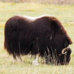 Explore Best Value Aurora Viewing | Yukon Wildlife Viewing for 4 days with Arctic Range Adventure and discover unforgettable experiences - Photo 5