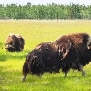 Explore Arctic Summer Heartbeat | Active Summer Adventure for 7 days with Arctic Range Adventure and discover unforgettable experiences - Photo 6