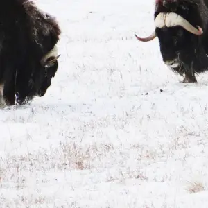 Explore Arctic Winter Heartbeat | Active Winter Adventure for 7 days with Arctic Range Adventure and discover unforgettable experiences - Photo 8