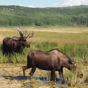 Explore Yukon Summer Dream | Active Summer Adventure for 5 days with Arctic Range Adventure and discover unforgettable experiences - Photo 9