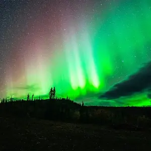 Explore Best Value Aurora Viewing | Yukon Wildlife Viewing for 4 days with Arctic Range Adventure and discover unforgettable experiences - Photo 10
