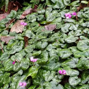 Explore Winter tour for the New Year in Georgia. Skiing and historical sites for 12 days with Around Georgia and discover unforgettable experiences - Photo 9