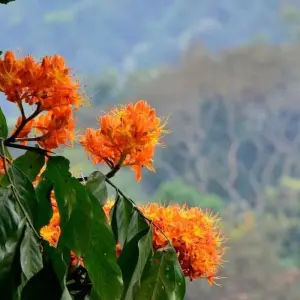 Explore Hanoi - Ninh Binh 2 Days 1 Night by Limousine (Hoa Lu, Tam Coc, Cuc Phuong National Park) for 2 days with Asia Focus Travel and discover unforgettable experiences - Photo 2