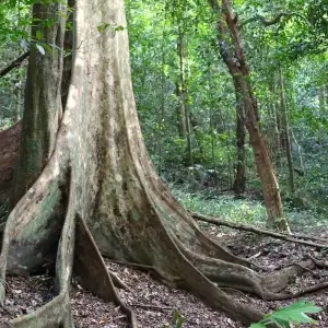 Explore Hanoi - Ninh Binh 2 Days 1 Night by Limousine (Hoa Lu, Tam Coc, Cuc Phuong National Park) for 2 days with Asia Focus Travel and discover unforgettable experiences - Photo 9