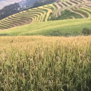 Explore NORTHERN NATURE AND CULTURE VIETNAM BEAUTIES - 12 DAYS for 12 days with Asia Focus Travel and discover unforgettable experiences - Photo 8