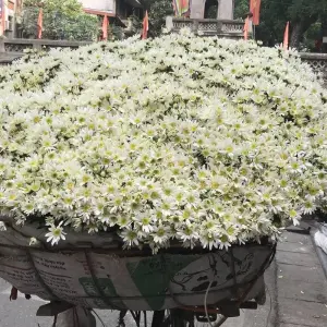 Explore Hanoi 4 Days 3 Nights (Ha Noi, Ha Long, Ninh Binh) for 4 days with Asia Focus Travel and discover unforgettable experiences - Photo 9