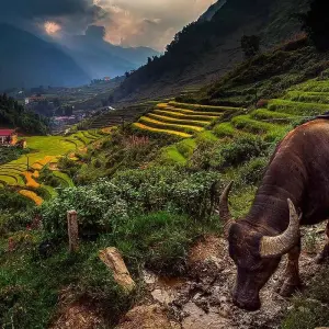 Explore Sapa Adventure trekking 2 days 1 night for 2 days with Asia Focus Travel and discover unforgettable experiences - Photo 10