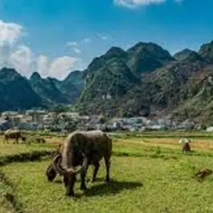 Explore Explore Hanoi - Hagiang Loop - Halong bay 7 days 6 nights for 7 days with Asia Pacific Travel and discover unforgettable experiences - Photo 11