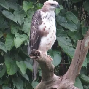 Explore Ulu Muda: A Date with Nature for 5 days with Asian Overland Services Tours & Travel  and discover unforgettable experiences - Photo 3