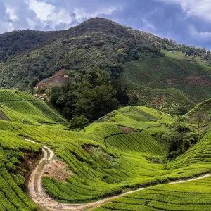 Explore Cameron Highlands & Mt Brinchang Discovery (KUL - KUL) for 3 days with Asian Overland Services Tours & Travel  and discover unforgettable experiences - Photo 3