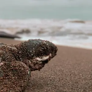 Explore Wildlife Trail Sabah for 6 days with Asian Overland Services Tours & Travel  and discover unforgettable experiences - Photo 2