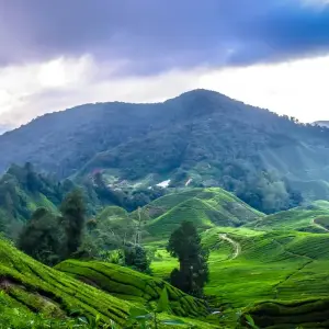 Explore Cameron Highlands & Mt Brinchang Discovery (PEN - PEN) for 3 days with Asian Overland Services Tours & Travel  and discover unforgettable experiences - Photo 6