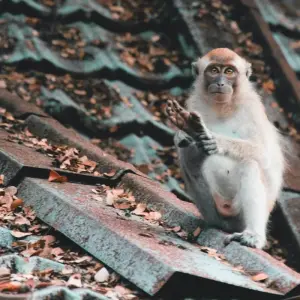 Explore Taman Negara Jungle Experience 4Days/ 3Nights for 4 days with Asian Overland Services Tours & Travel  and discover unforgettable experiences - Photo 6