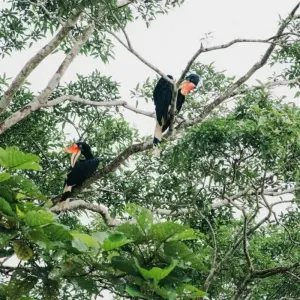 Explore Sandakan Explorer Safari for 3 days with Asian Overland Services Tours & Travel  and discover unforgettable experiences - Photo 3