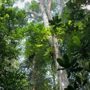 Explore Rompin Rainforest Explorer for 3 days with Asian Overland Services Tours & Travel  and discover unforgettable experiences - Photo 5