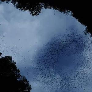 Explore Gunung Mulu National Park for 3 days with Asian Overland Services Tours & Travel  and discover unforgettable experiences - Photo 4