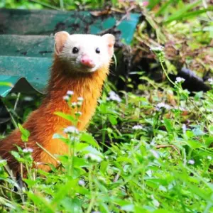 Explore Danum Valley Rainforest Trek for 3 days with Asian Overland Services Tours & Travel  and discover unforgettable experiences - Photo 3