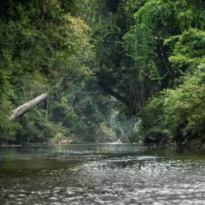 Explore Essential Taman Negara with the Orang Asli 3Days/ 2Nights for 3 days with Asian Overland Services Tours & Travel  and discover unforgettable experiences - Photo 7