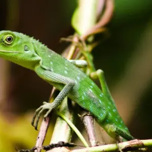 Explore Splendours of Borneo: Kuching to Kota Kinabalu for 7 days with Asian Overland Services Tours & Travel  and discover unforgettable experiences - Photo 6