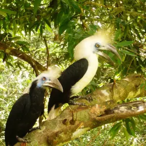 Explore Tabin Wildlife Experience for 3 days with Asian Overland Services Tours & Travel  and discover unforgettable experiences - Photo 4