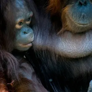 Explore Splendours of Borneo: Kota Kinabalu to Kuching for 7 days with Asian Overland Services Tours & Travel  and discover unforgettable experiences - Photo 7