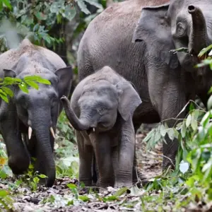 Explore Danum Valley Rainforest Trek for 3 days with Asian Overland Services Tours & Travel  and discover unforgettable experiences - Photo 4