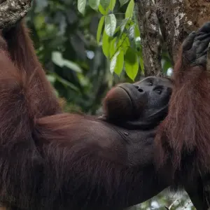 Explore Splendours of Borneo: Kuching to Kota Kinabalu for 7 days with Asian Overland Services Tours & Travel  and discover unforgettable experiences - Photo 7