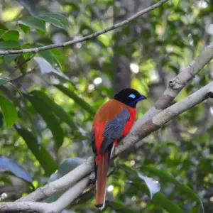 Explore Rompin Rainforest Explorer for 3 days with Asian Overland Services Tours & Travel  and discover unforgettable experiences - Photo 7