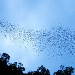 Explore Gunung Mulu National Park for 3 days with Asian Overland Services Tours & Travel  and discover unforgettable experiences - Photo 6